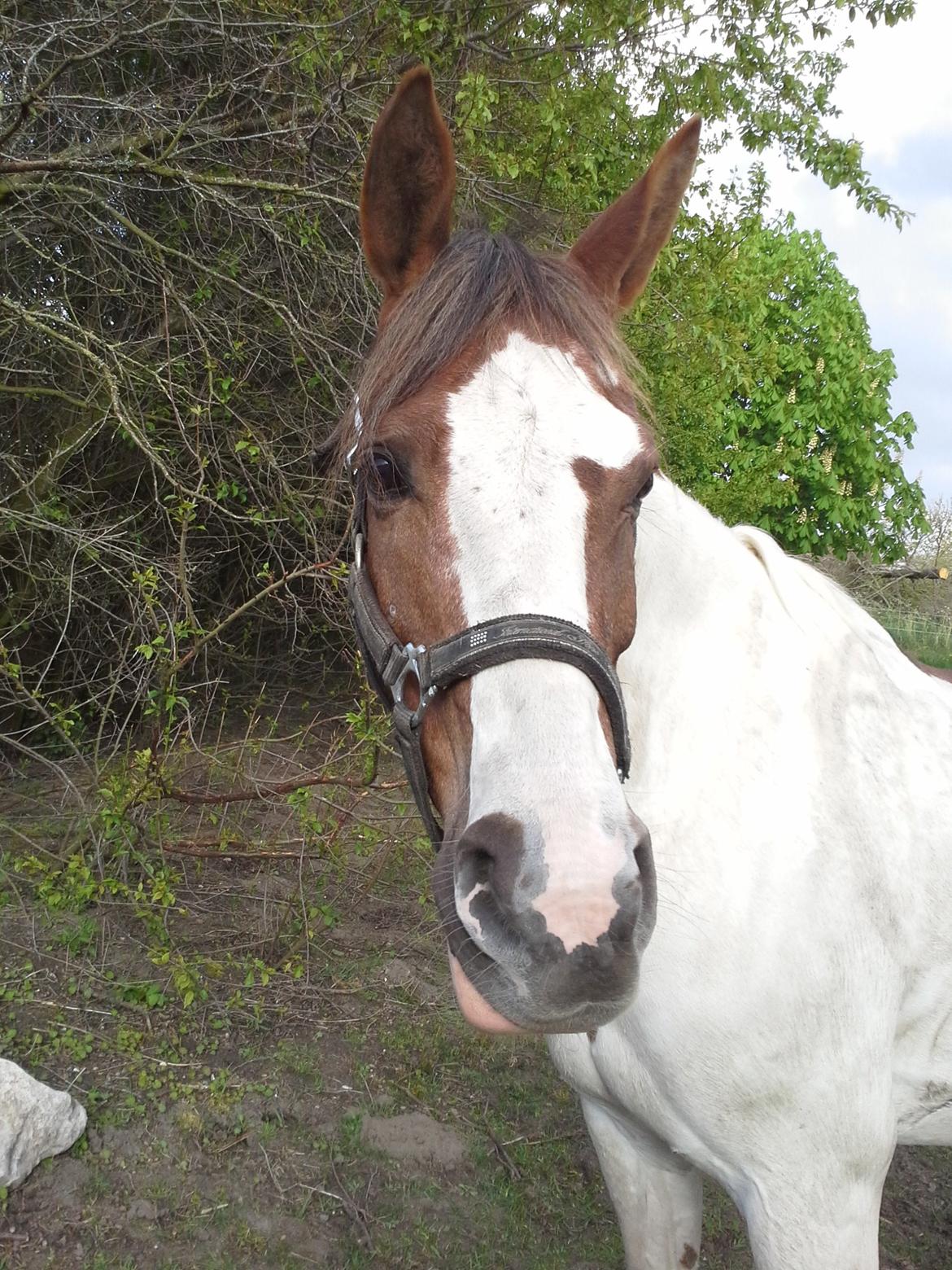 Anden særlig race Totilas - so beautiful<3<3 billede 12