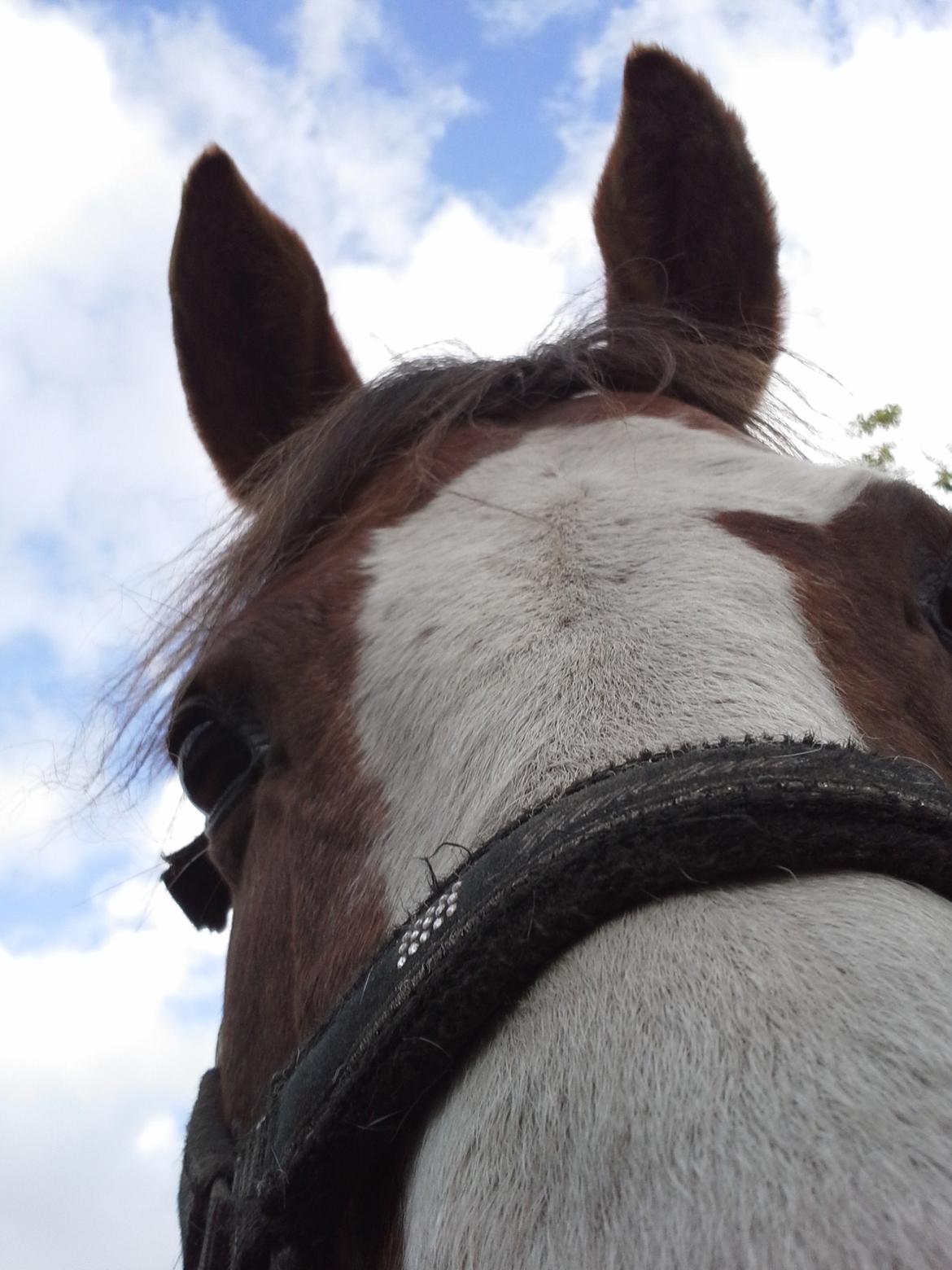 Anden særlig race Totilas - øøøj der var et kamera<3<3 billede 11
