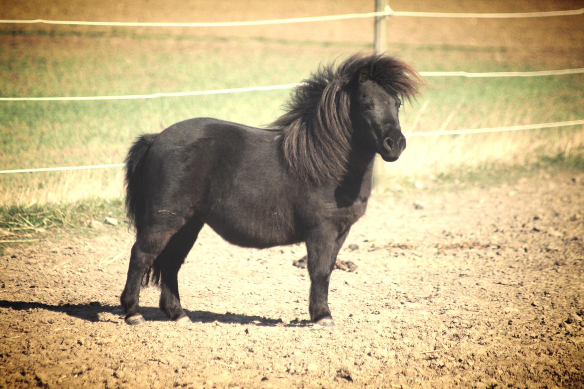 Shetlænder Molly billede 3