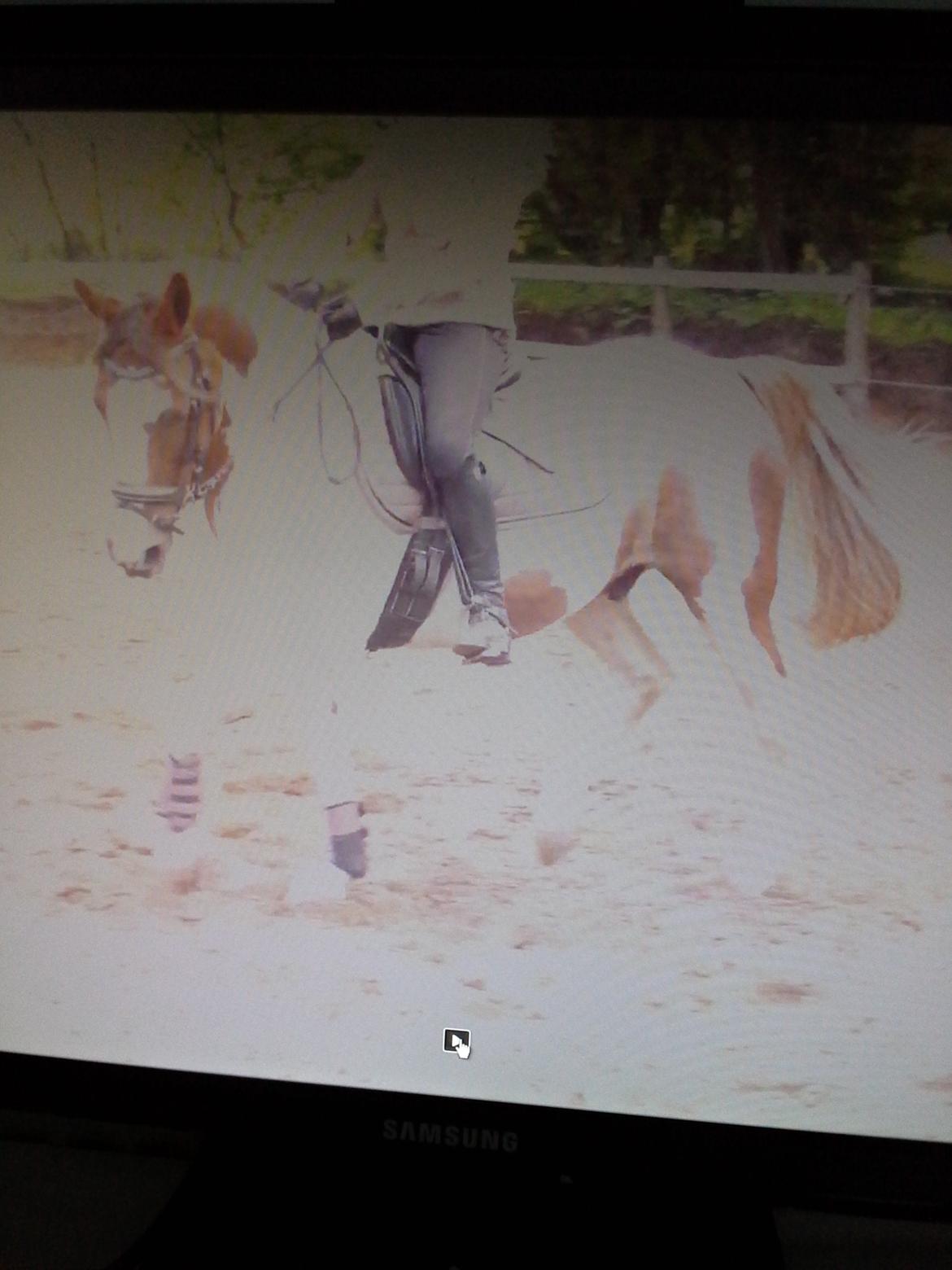 Anden særlig race Totilas - lidt samlet trav<3<3 billede 19
