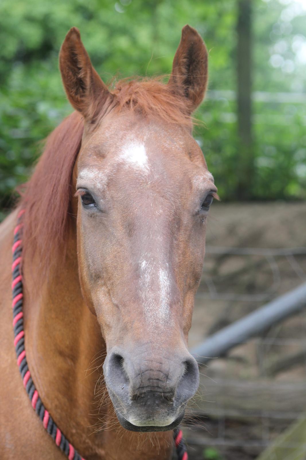 Frederiksborg |Zarif billede 1