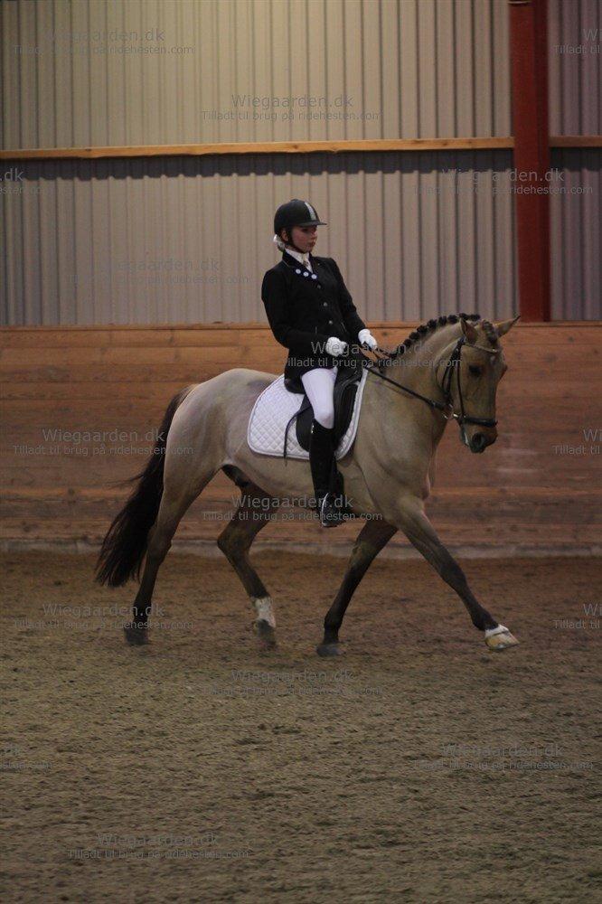 Anden særlig race Grønagergårds Ricki - Nytårsstævne januar 2013 billede 22