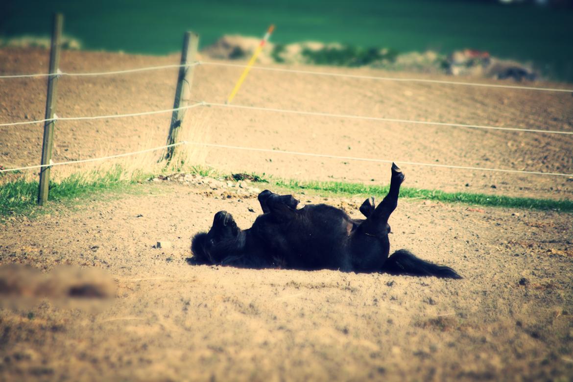 Shetlænder Molly billede 23