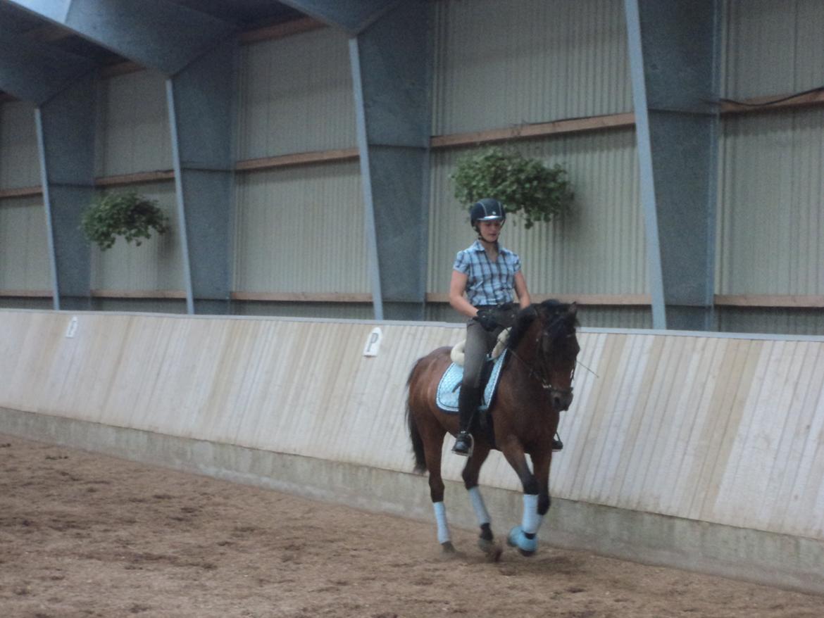 Hollandsk Sportspony Bentley - sommerskole 2013 billede 18