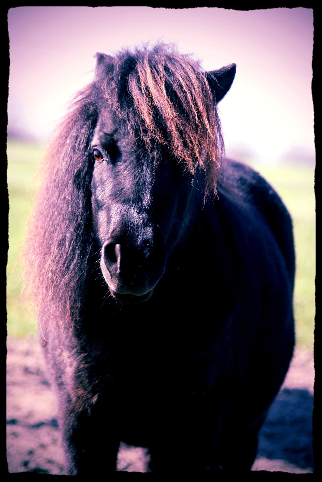 Shetlænder Molly billede 22