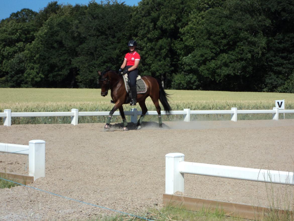 Hollandsk Sportspony Bentley - Seierskildes sommerskole 2013 billede 16