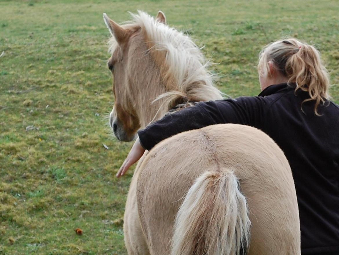 Anden særlig race Hedebo's May Rider *Aflivet* billede 20
