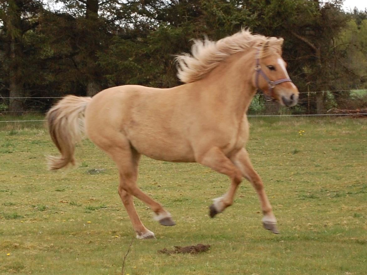 Anden særlig race Hedebo's May Rider *Aflivet* billede 1