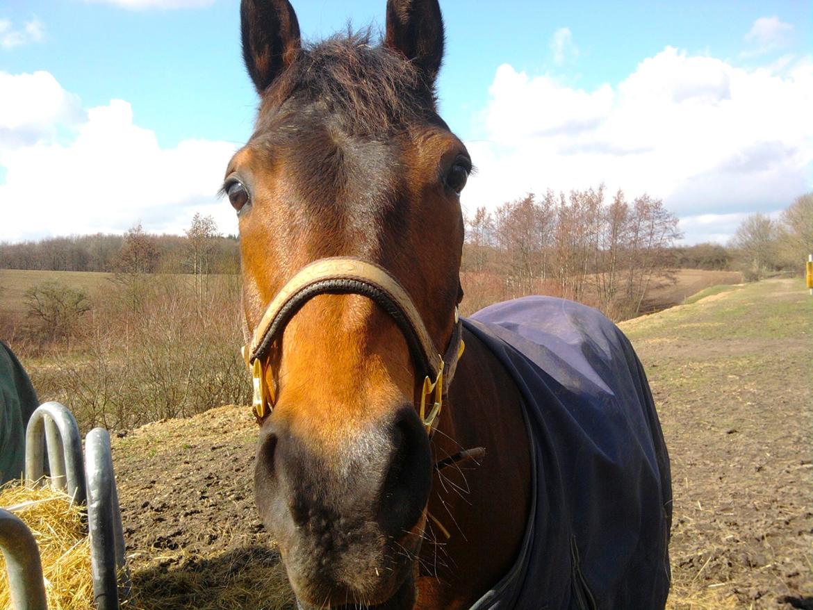 Hollandsk Sportspony Bentley - Smukke basse:D<3 billede 10