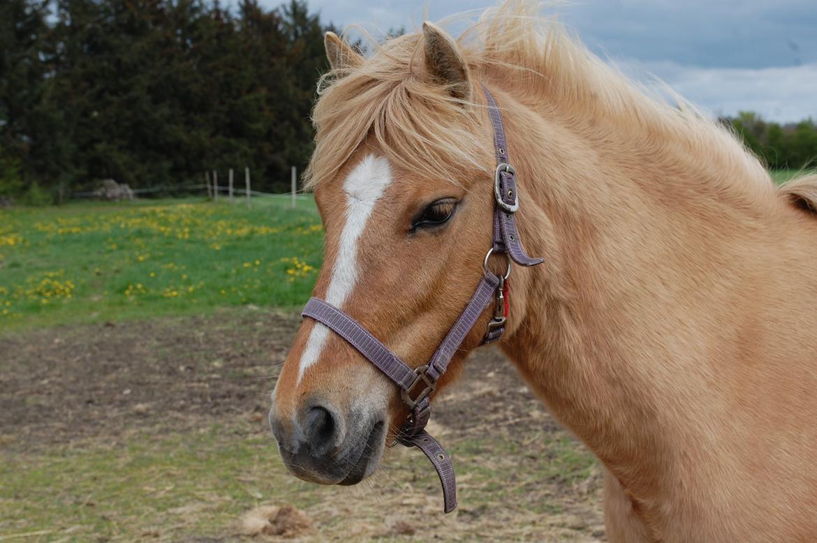 Anden særlig race Hedebo's May Rider *Aflivet* billede 10