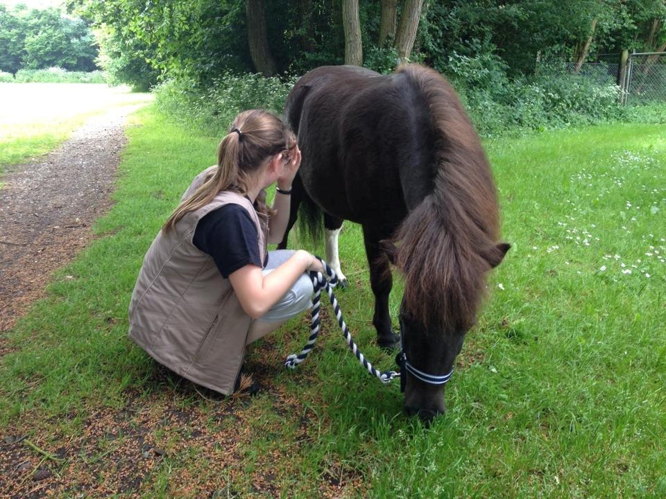 Shetlænder Miss Molly Malone *Mols* billede 4