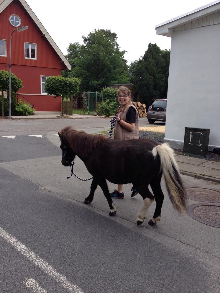 Shetlænder Miss Molly Malone *Mols* billede 5