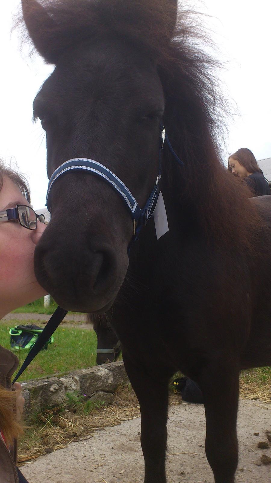 Shetlænder Miss Molly Malone *Mols* - Kys til Mols <3  billede 6