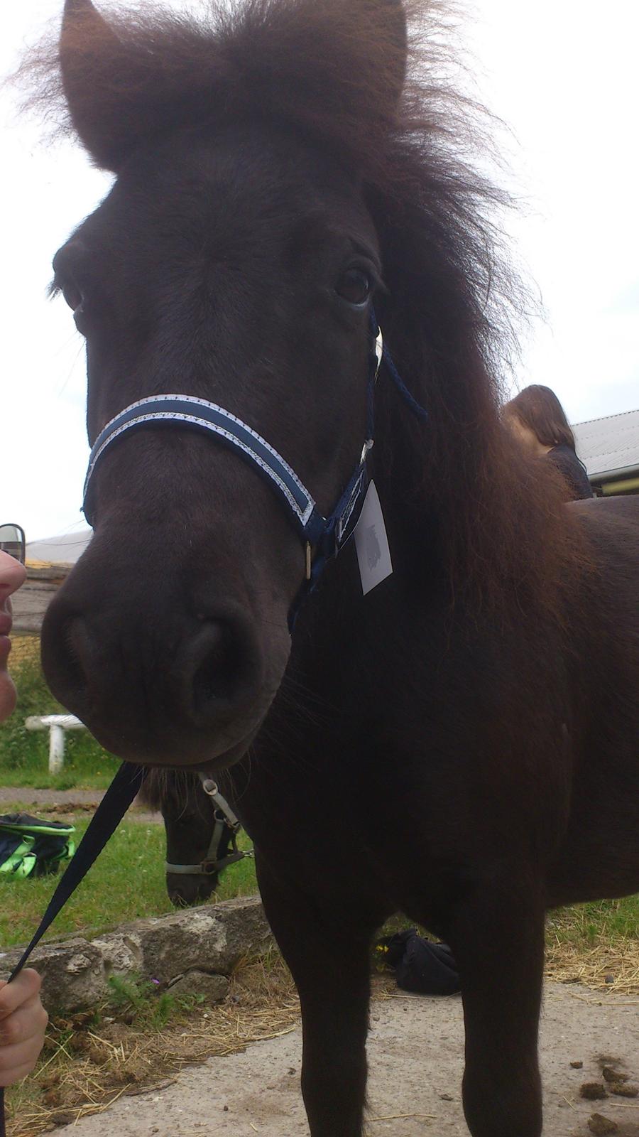 Shetlænder Miss Molly Malone *Mols* - Så kær<3  billede 7