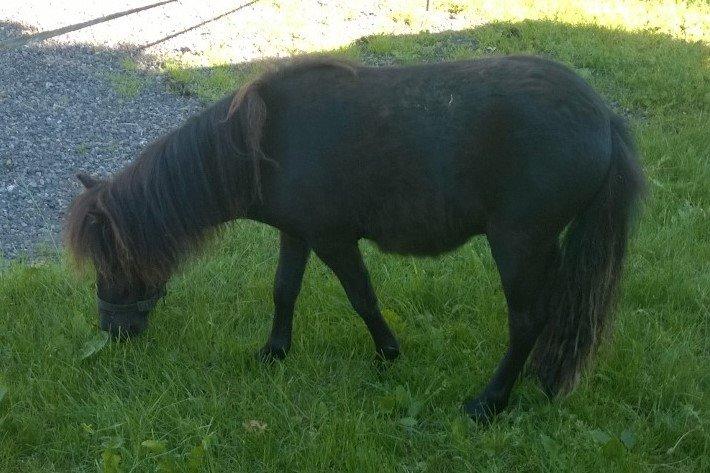 Shetlænder Little-Hippo's Monty billede 14