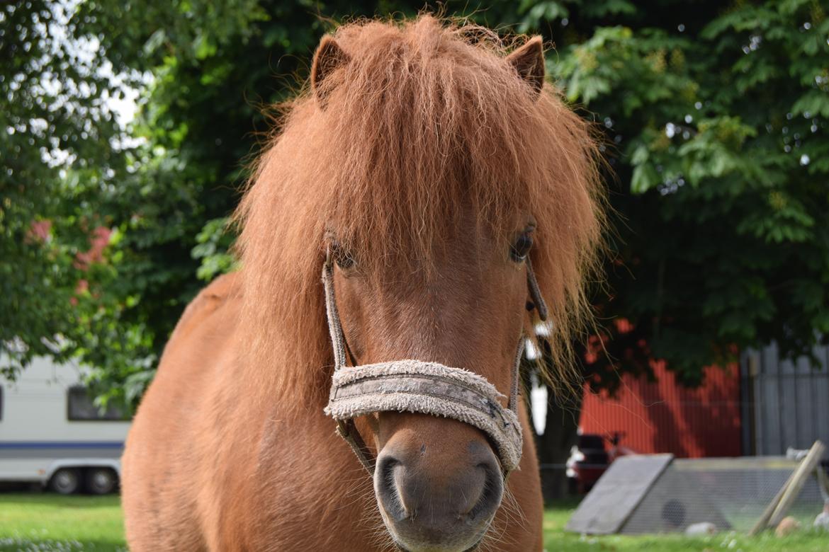 Shetlænder Andrea - Ansi:* billede 1
