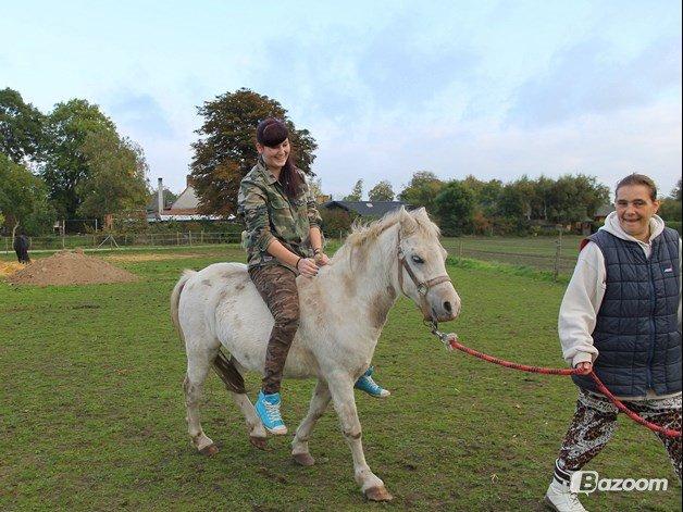 Welsh Mountain (sec A) Poulsen (Trolden) billede 39