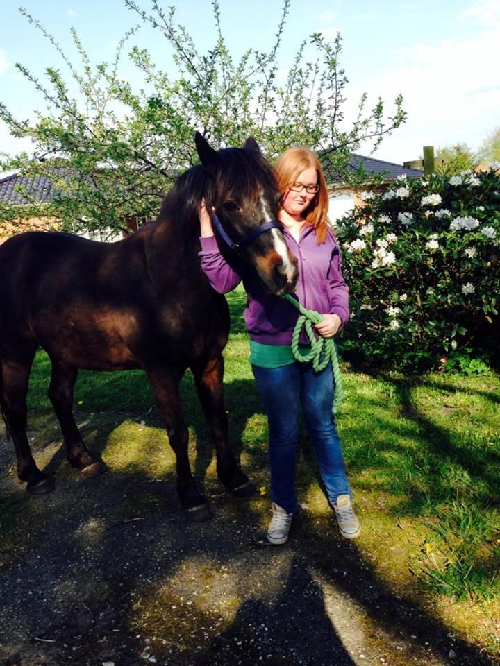 Connemara Elmely's Claudius ( Claus/ klundte)[Meget savnet] - taget inden claus flyttet til Bornholm savner ham ubeskrivligt meget :'( . taget d. 2 maj 2014. billede 9