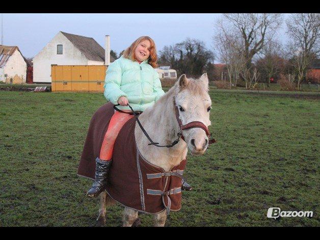 Welsh Mountain (sec A) Poulsen (Trolden) billede 24