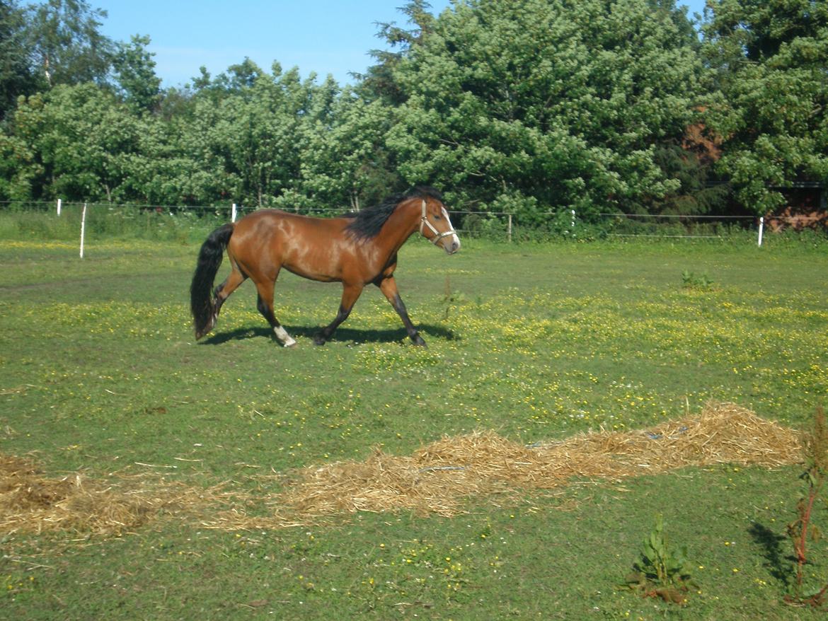 Anden særlig race Luka ( Luksen) - hans smukke trav :) taget d. 11-06-14 billede 16
