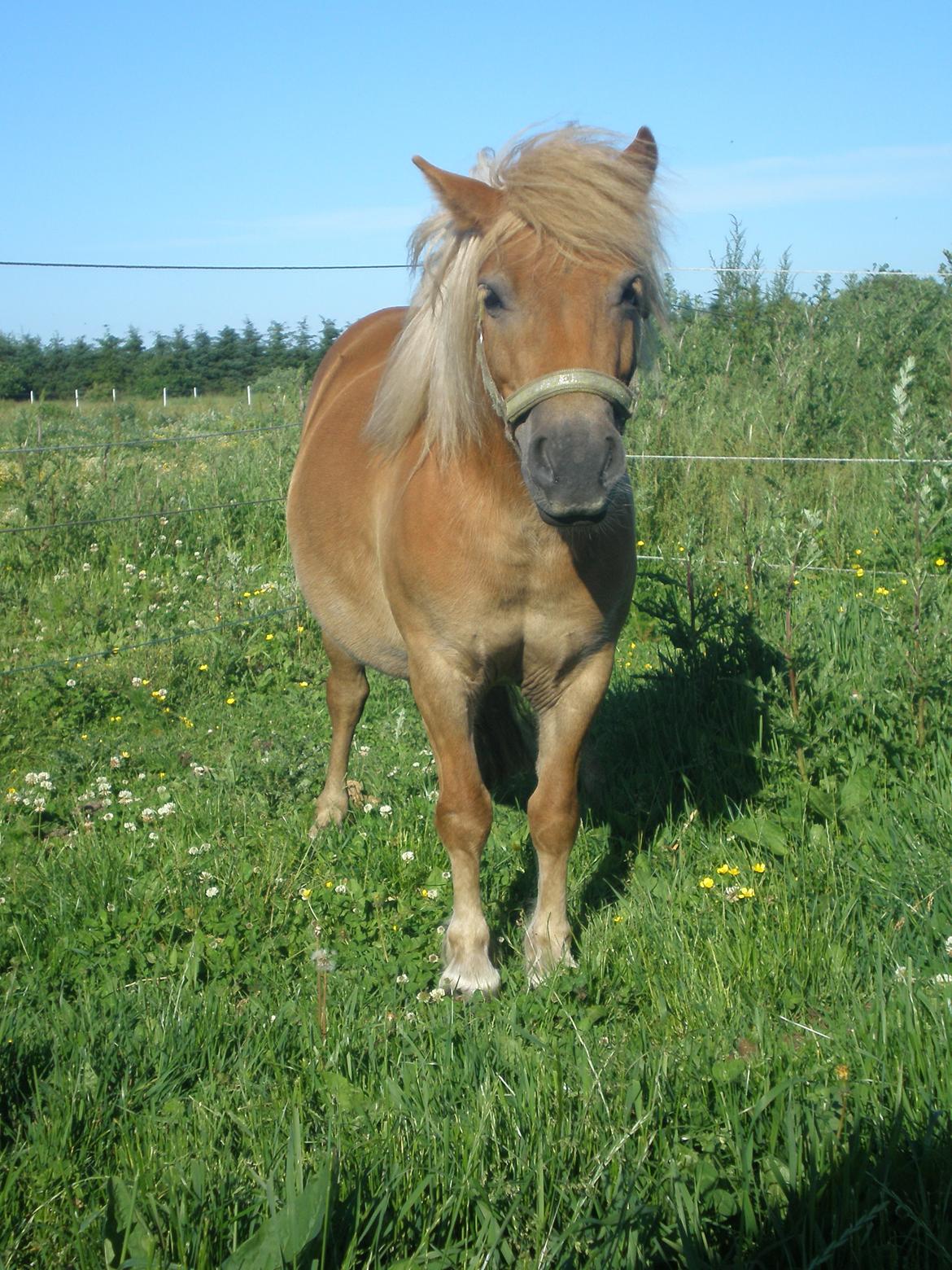 Shetlænder Bella Donna Morsbøl ( Dulle ) -  taget d. 11-06.14 billede 4