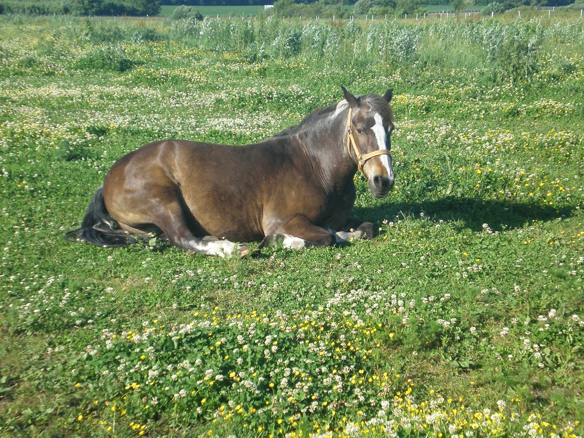 Anden særlig race Chico ( Bamse Far) Himmel pony ( savnet altid ) - taget d.11-06-14. billede 3