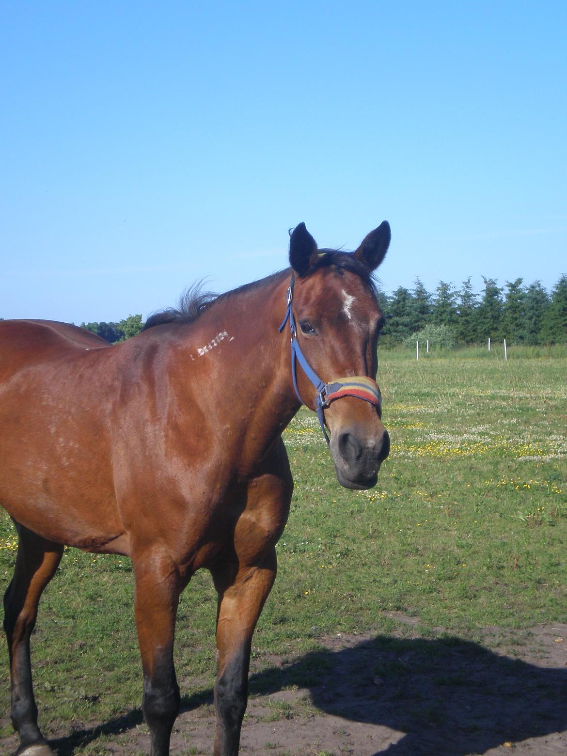 Traver Dear Marika  Himmel hest ( savnet meget) - taget d. 11-06-14. billede 2