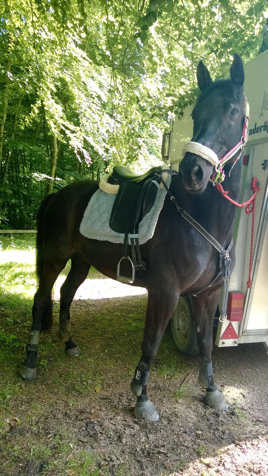 Trakehner Dalano - Dau på hans første tur nogen sinde med rytter. Taget den 11/6-2014 billede 6