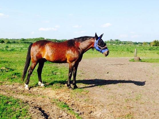 Traver Charlie Boom Boom ( hesten man kan gøre alt ved) - taget d.11-06-14. billede 2