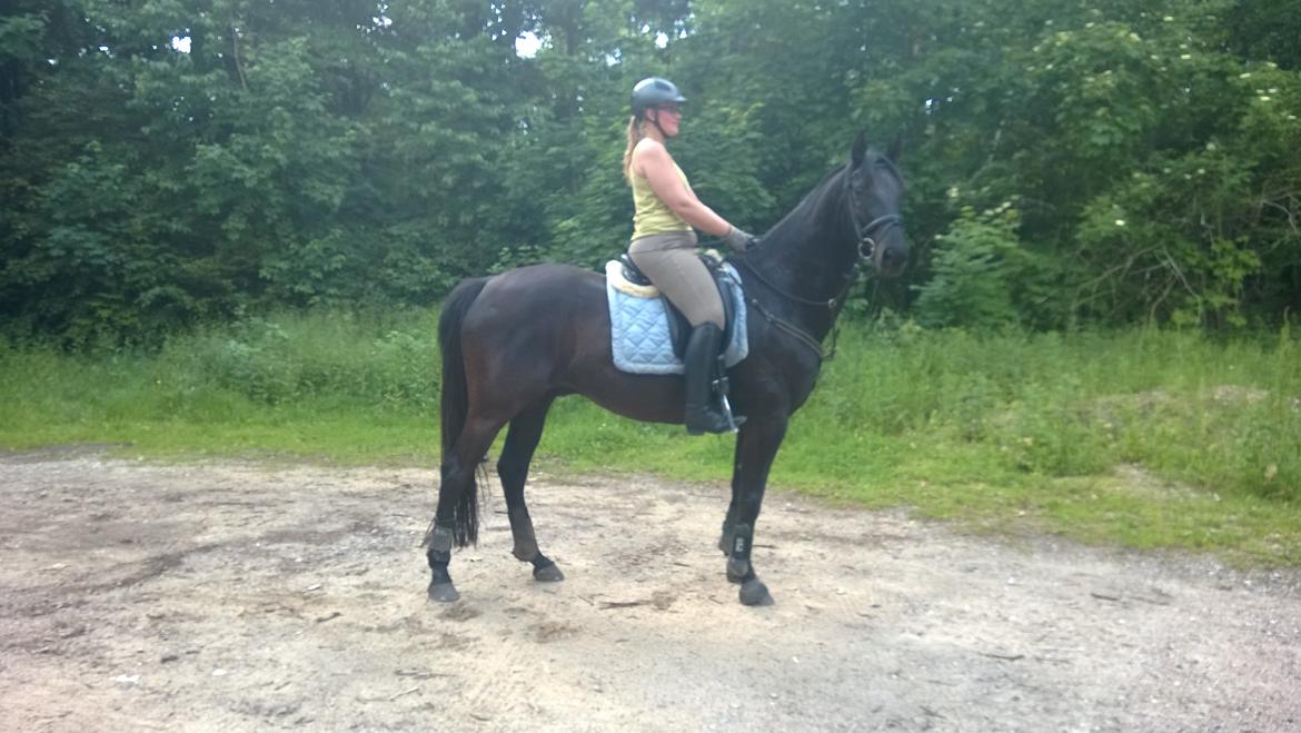 Trakehner Dalano - Dau på hans første tur nogen sinde med rytter. Taget den 11/6-2014 billede 7