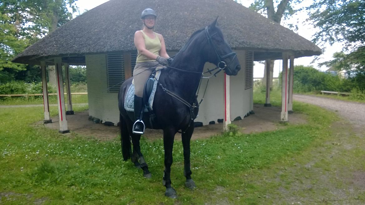 Trakehner Dalano - Dau på hans første tur nogen sinde med rytter. Taget den 11/6-2014 billede 8