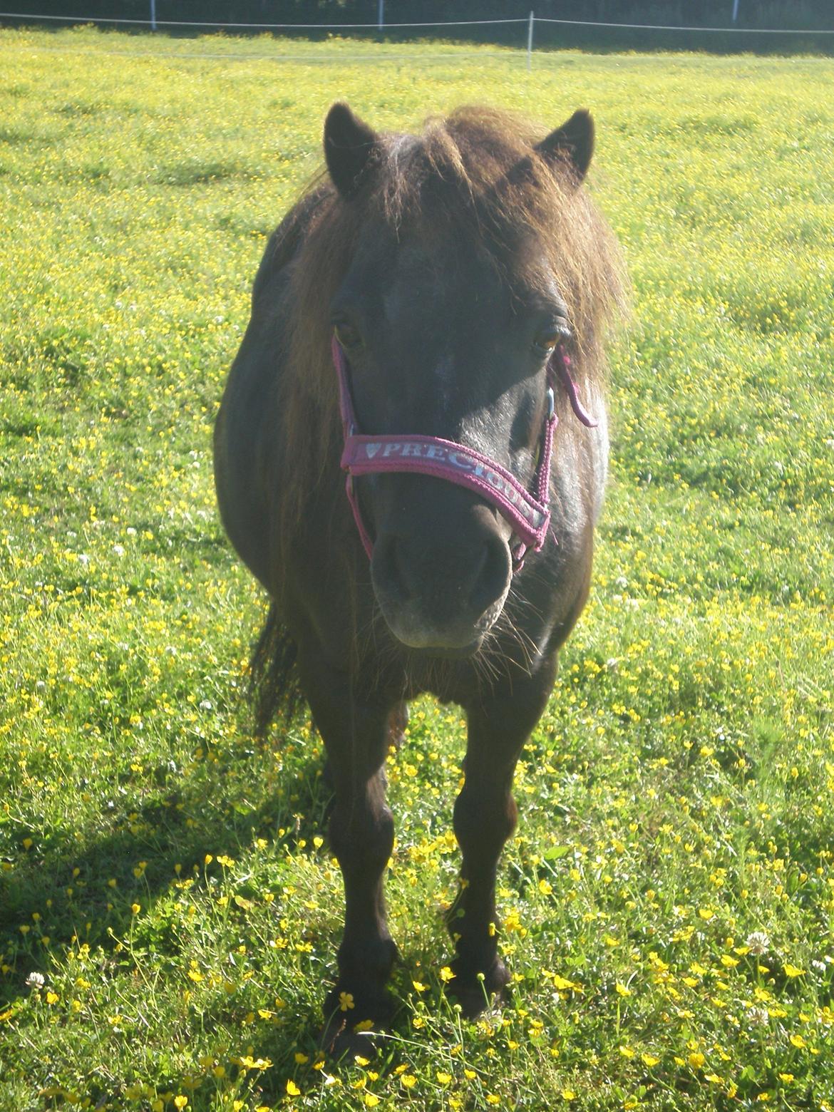 Shetlænder Victoria ( vic ) Himmel pony ( savnet meget ) -  taget d.11-06-14. billede 2