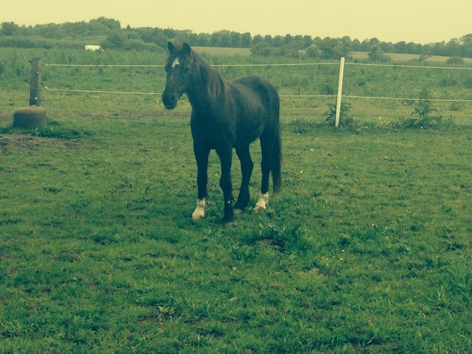 Irsk Sportspony Littel Black Diamond [Altid elsket/ Savnet] - Velkommen til Diamond's profil. taget d. 11-06-14. billede 1