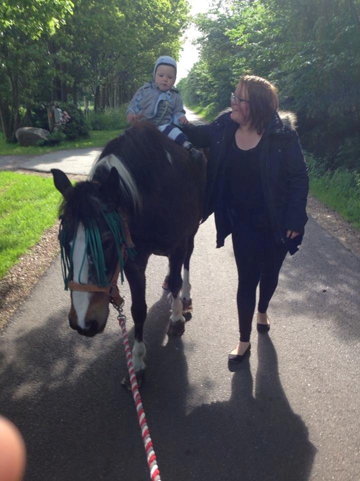 Anden særlig race Chico ( Bamse Far) Himmel pony ( savnet altid ) - Chico der lige giver min Nevø Markus en lille riden tur . billede 20