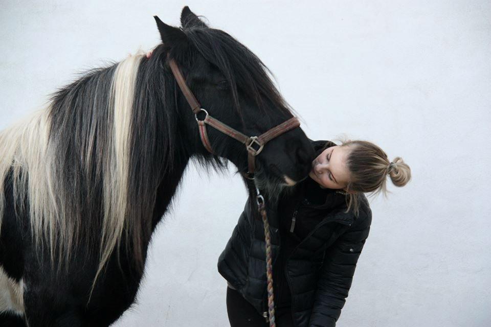 Irish Cob Sir charles - Kærlighed billede 5