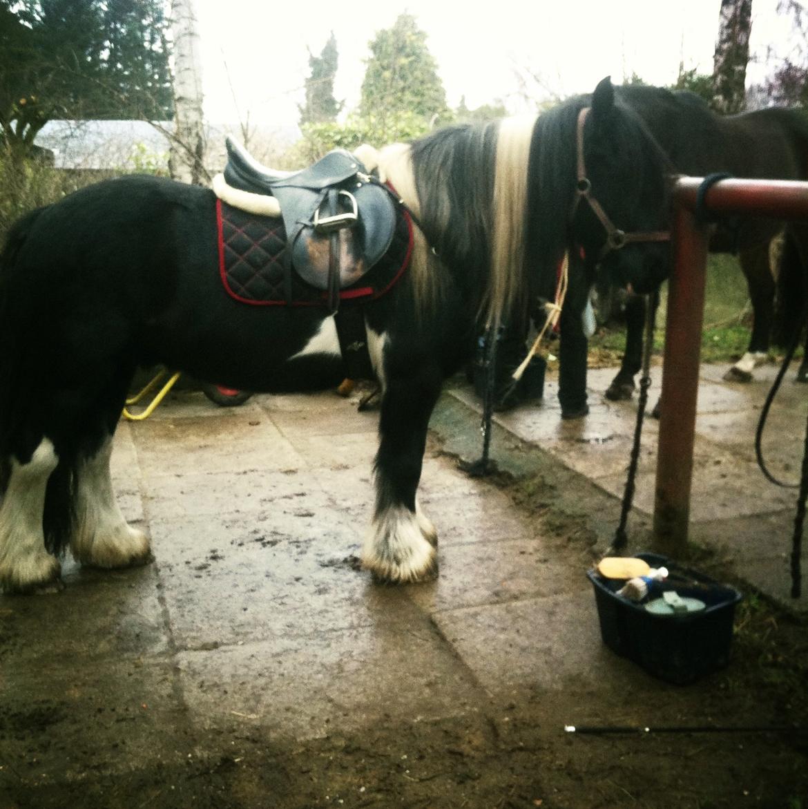 Irish Cob Sir charles - Ud på tur  billede 3