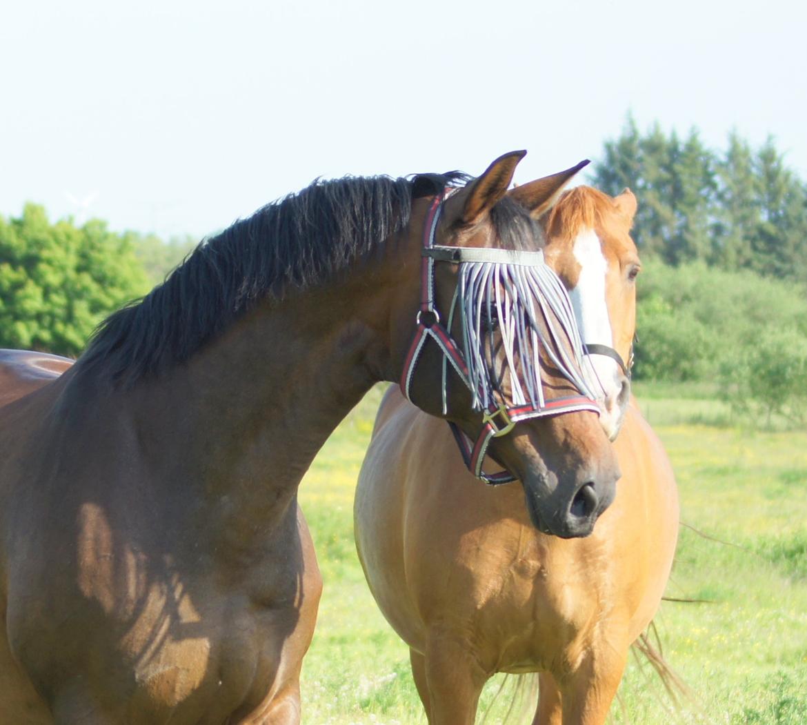 Dansk Varmblod Spanggårds Whitney (RDH) - Whitney D. 9. Juni 2014, 25 dage før hun har termin :) billede 43