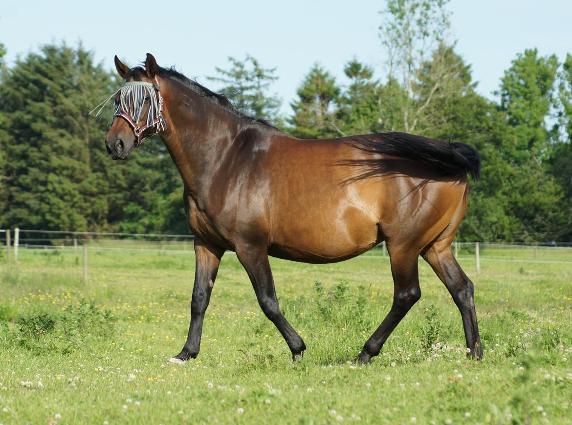 Dansk Varmblod Spanggårds Whitney (RDH) - Whitney D. 9. Juni 2014, 25 dage før hun har termin :) billede 42