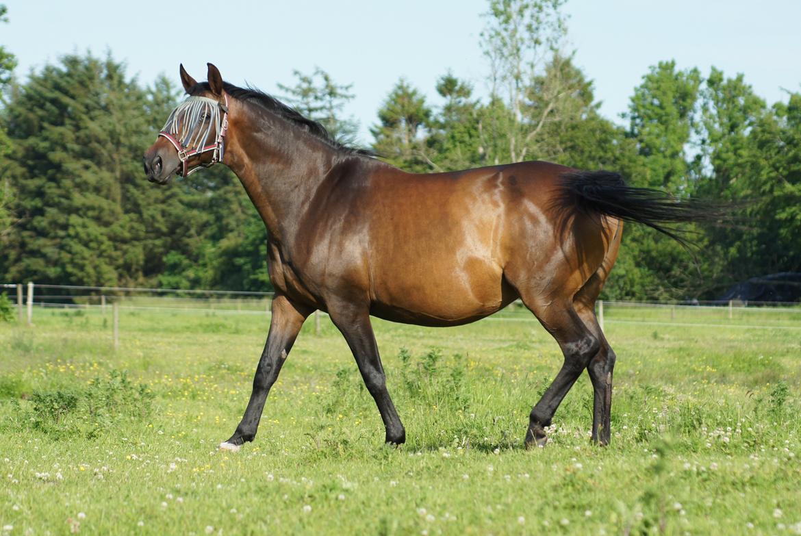 Dansk Varmblod Spanggårds Whitney (RDH) - Whitney D. 9. Juni 2014, 25 dage før hun har termin :) billede 29