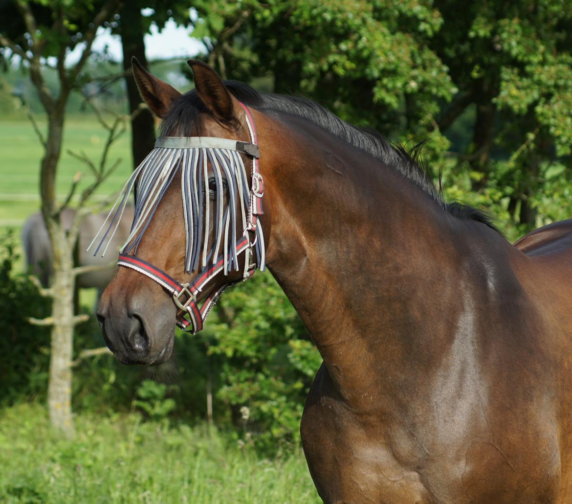 Dansk Varmblod Spanggårds Whitney (RDH) - Whitney D. 9. Juni 2014, 25 dage før hun har termin :) billede 1