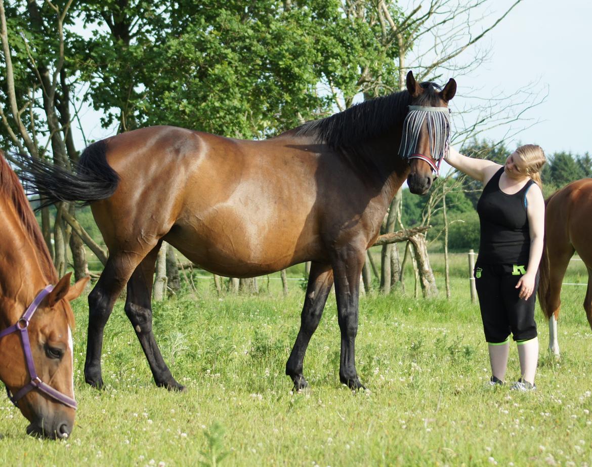 Dansk Varmblod Spanggårds Whitney (RDH) - Whitney D. 9. Juni 2014, 25 dage før hun har termin :) billede 8