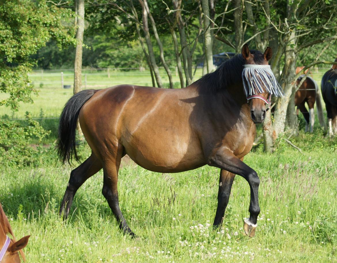 Dansk Varmblod Spanggårds Whitney (RDH) - Whitney D. 9. Juni 2014, 25 dage før hun har termin :) billede 12