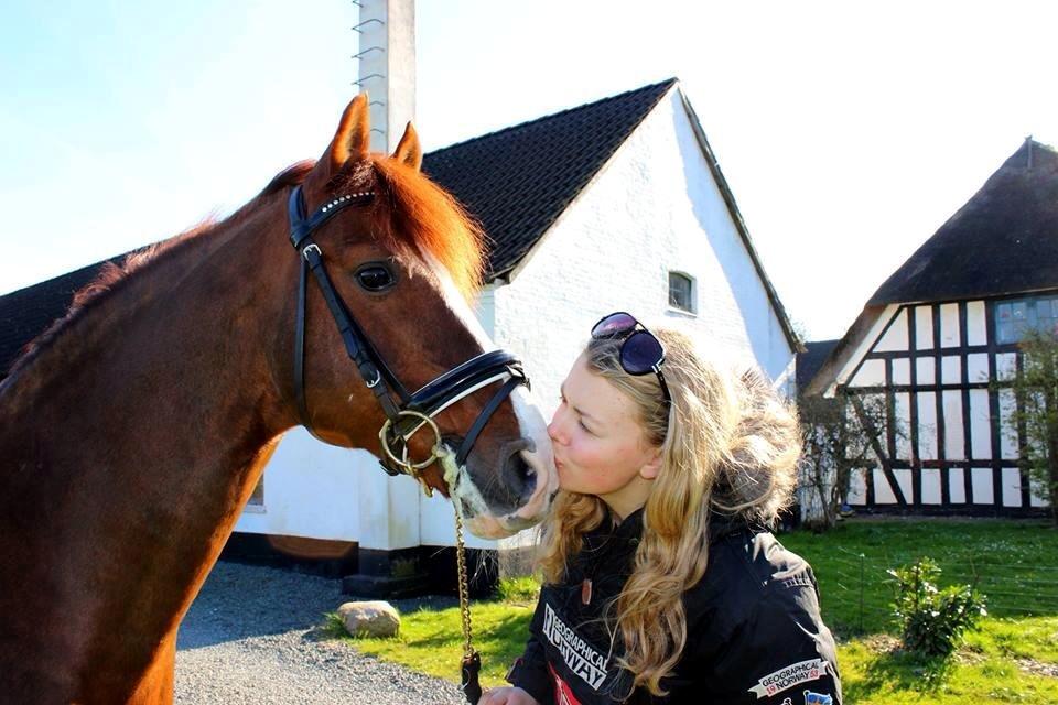 DSP Firhøjs Papageno <3 A-pony (avlshingst) - My one and only - Firhøjs Papageno <3 billede 13