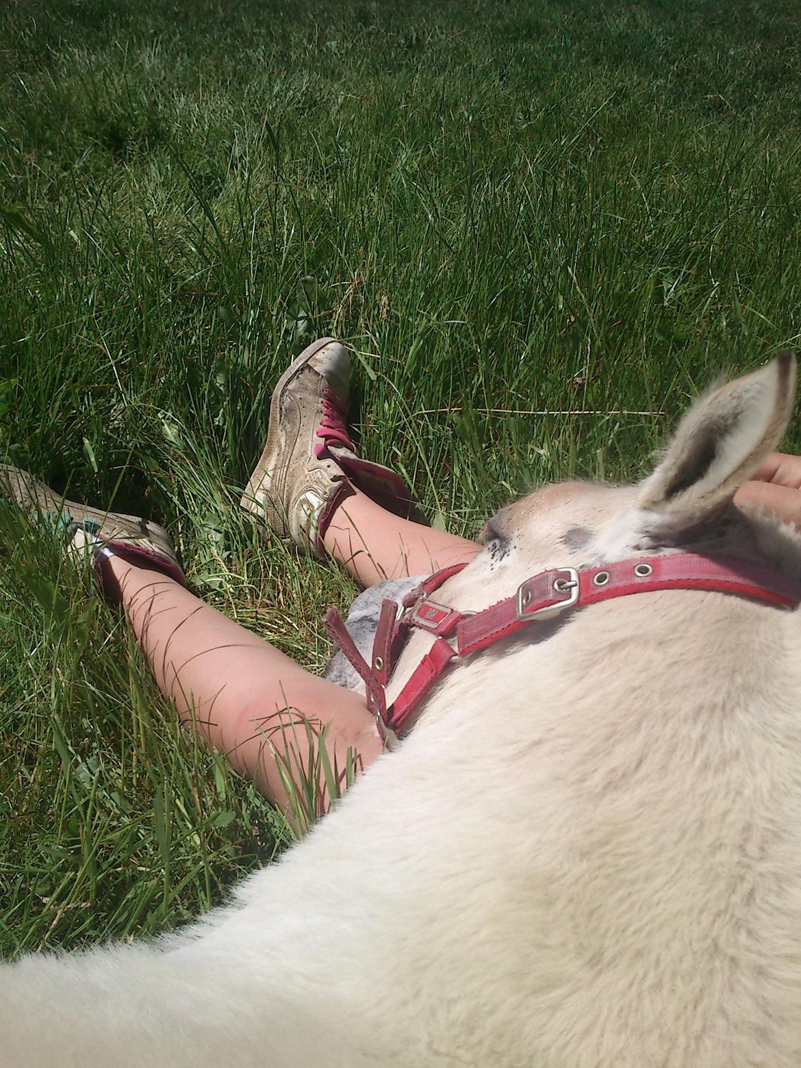 Fjordhest Højgaards Vanilla *Baby* Solgt - Start juni 2014 billede 34