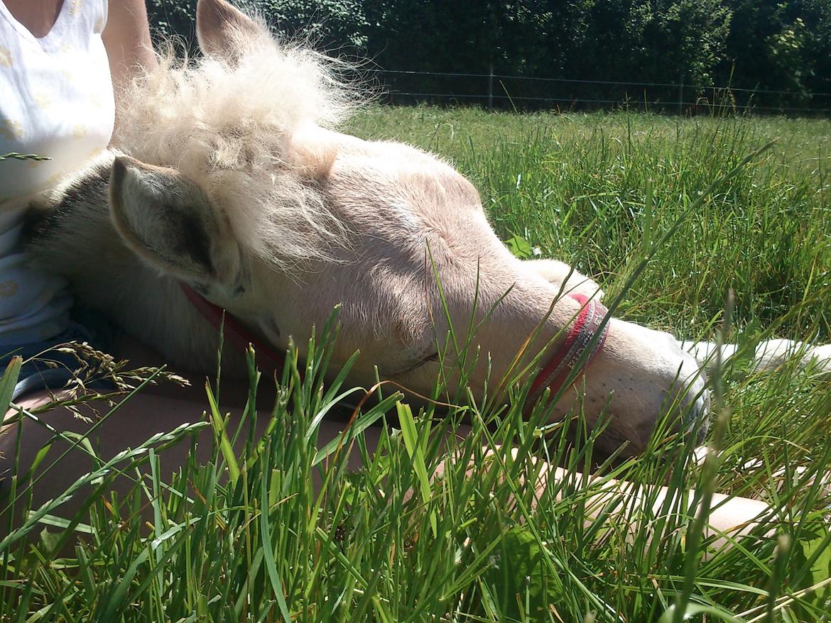 Fjordhest Højgaards Vanilla *Baby* Solgt - Start juni 2014 billede 32