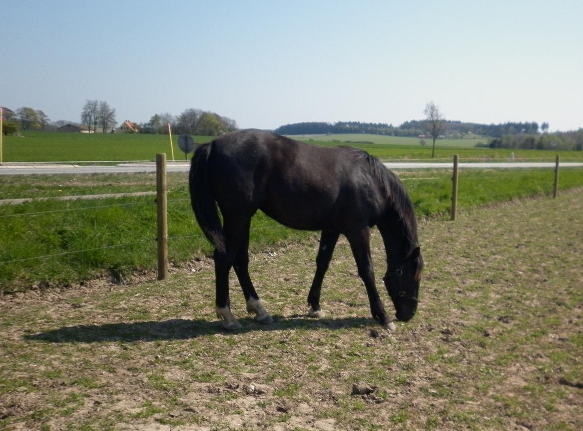 Oldenborg Beyonce M.A.T.C.H - Hahaha, så sjov hun så ud!! - 2011 billede 15