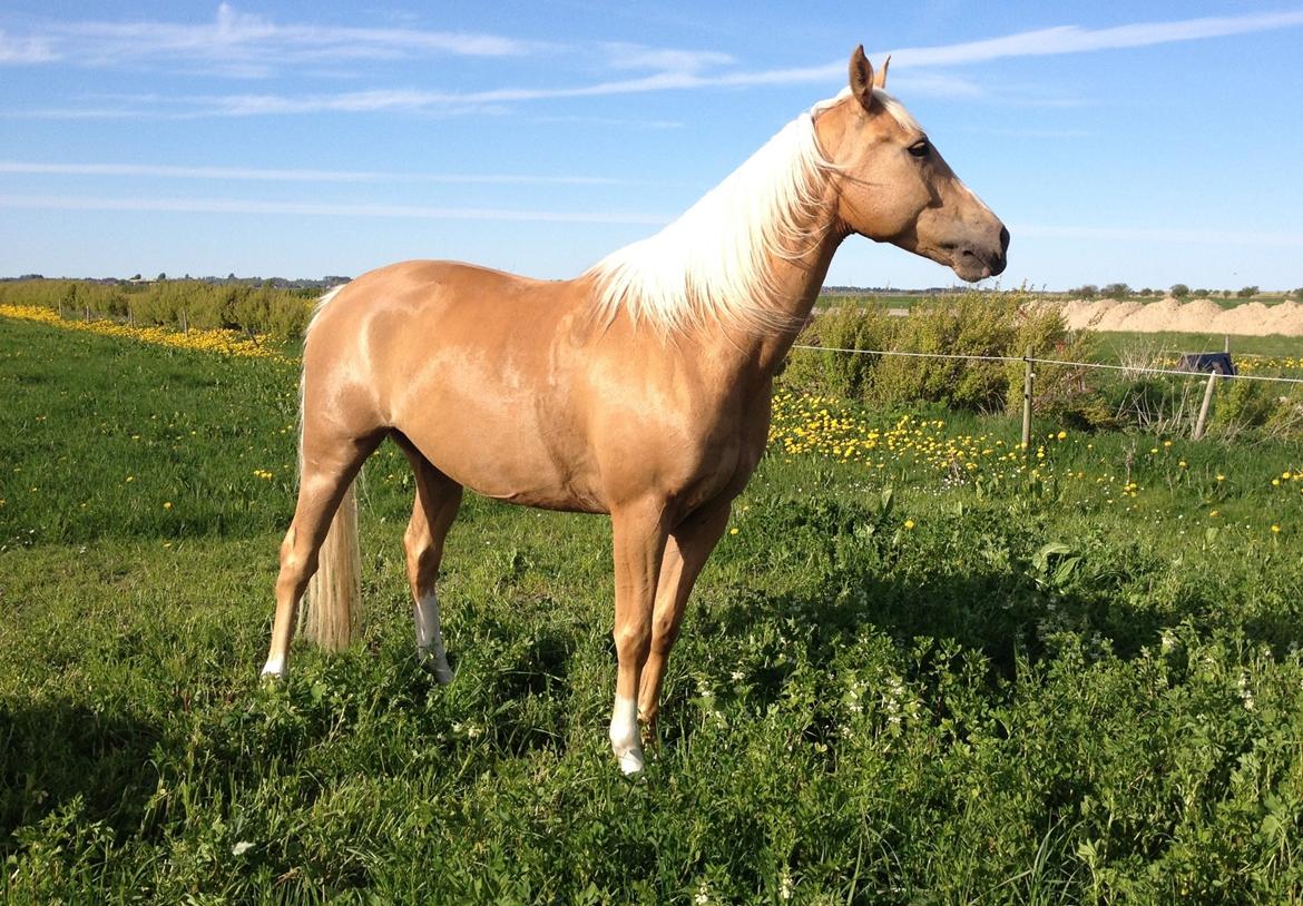 Palomino Billy the kid billede 31