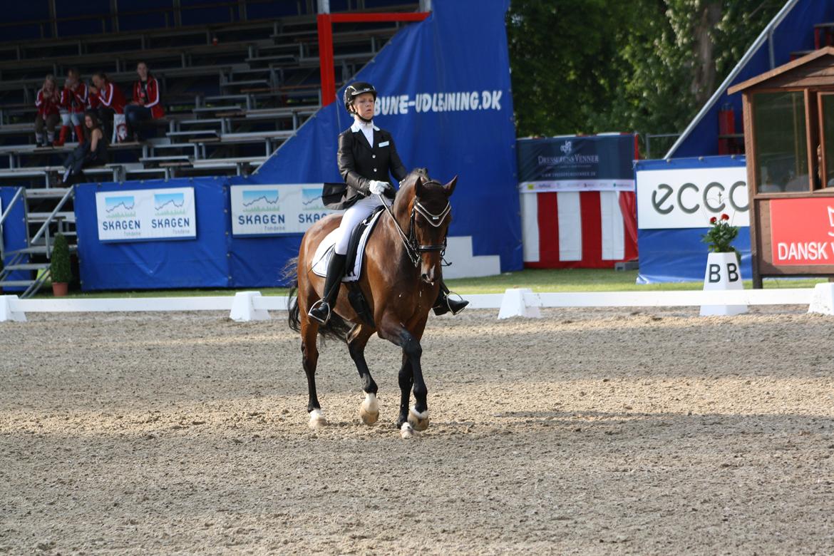 Dansk Varmblod Drisdals Jonaki billede 10