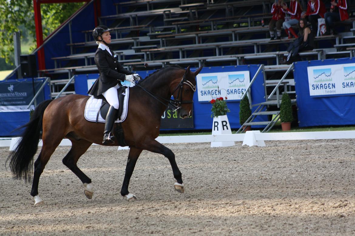 Dansk Varmblod Drisdals Jonaki billede 11