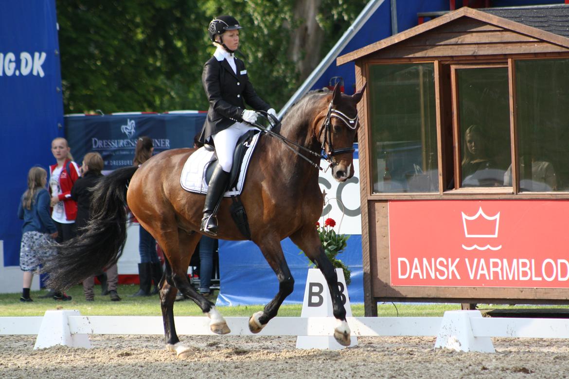 Dansk Varmblod Drisdals Jonaki - Landsstævne Broholm 2014 billede 15